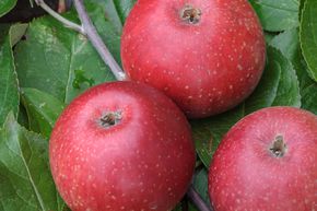 Apfel Rote Sternrenette
