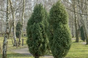 Wacholder, Gemeiner Wacholder