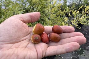 Jujube 'Autumn Beauty' (Chinesische Dattel)
