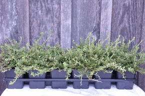 Cotoneaster dammeri 'Cooper' (12er Set)