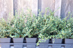 Cotoneaster microphyllus 'Cochleatus' (12er Set)