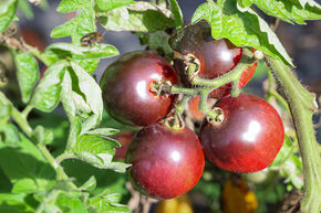 Selbstversorger-Set 'Gesunde Freiland-Strauchtomaten'