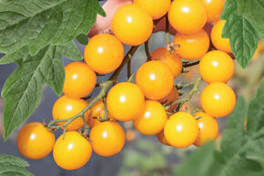 Freilandtomate OpenSky Orangelina