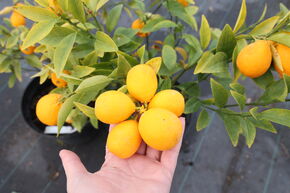 Switrus Citrangequat 'Thomasville'