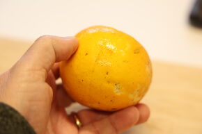 Switrus Citrange 'Rusk'