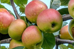 Apfel 'Goldrenette von Blenheim'