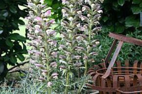 Acanthus spinosus