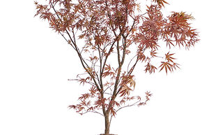 Acer Palmatum 'Bloodgood' (90-120)
