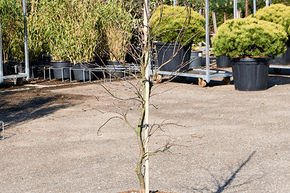 Acer Palmatum 'Dissectum Garnet'