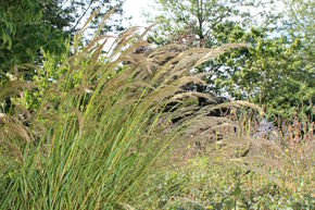 Achnatherum calamagrostis