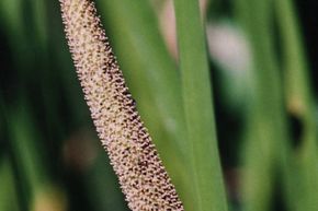 Acorus calamus