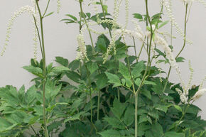 Actaea racemosa
