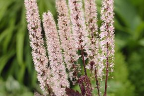Actaea simplex 'Pink Spike'