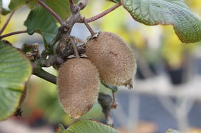 Kiwi 'Kivite'