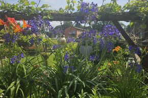 Agapanthus 'Ever Sapphire'