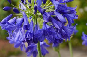 Agapanthus 'Flower of Love'
