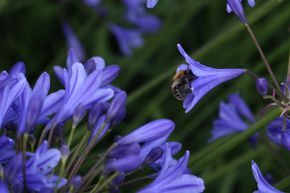 Agapanthus 'Lapis Lazuli'