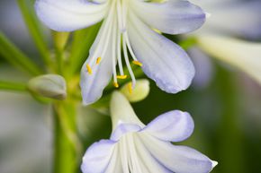 Agapanthus 'Silver Baby'