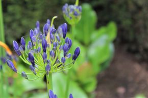 Agapanthus africanus 'Blue Triumphator'