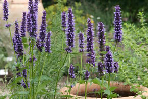 Agastache 'Black Adder'