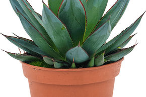 Agave 'Shaka Zulu'