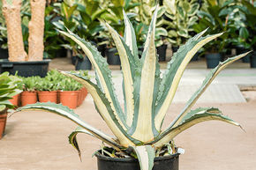 Agave amerciana mediopicta 'Alba'