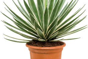 Agave angustifolia