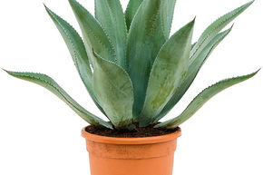 Agave centrica