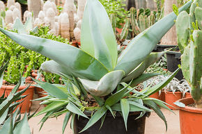 Agave guiengola