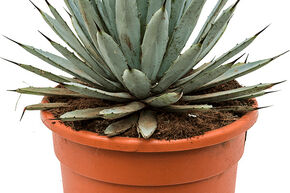 Agave macroacantha