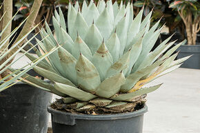 Agave parryi