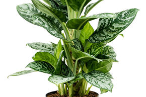 Aglaonema 'Amazon Silver'