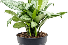 Aglaonema 'Christina'