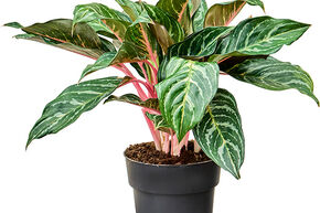Aglaonema 'Dreamcatcher'
