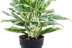 Aglaonema 'Greyhound'