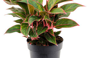 Aglaonema 'Jungle Red'