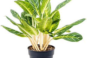 Aglaonema 'Key Lime'