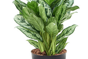 Aglaonema 'Laurel Green'