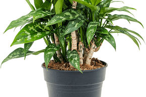 Aglaonema 'Maria'