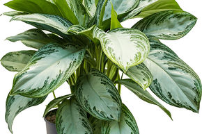 Aglaonema 'Silver Bay'