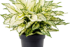 Aglaonema 'White Kiwi'