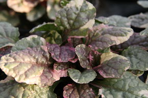 Ajuga reptans 'Burgundy Glow'