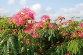 Seidenbaum 'Ombrella'