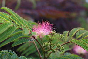 Seidenbaum 'Tropical Dream' 