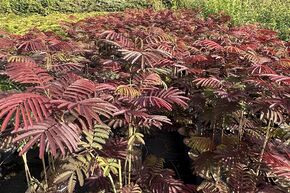 Roter Seidenbaum 'Evey's Pride'