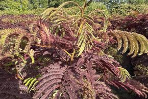 Roter Seidenbaum 'Summer Chocolate'