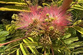 Seidenbaum 'Tropical Dream' 