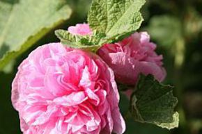 Stockrose 'Pleniflora' rosa