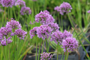 Allium senescens 'Millenium'