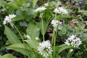 Bärlauchpflanzen, Allium ursinum
